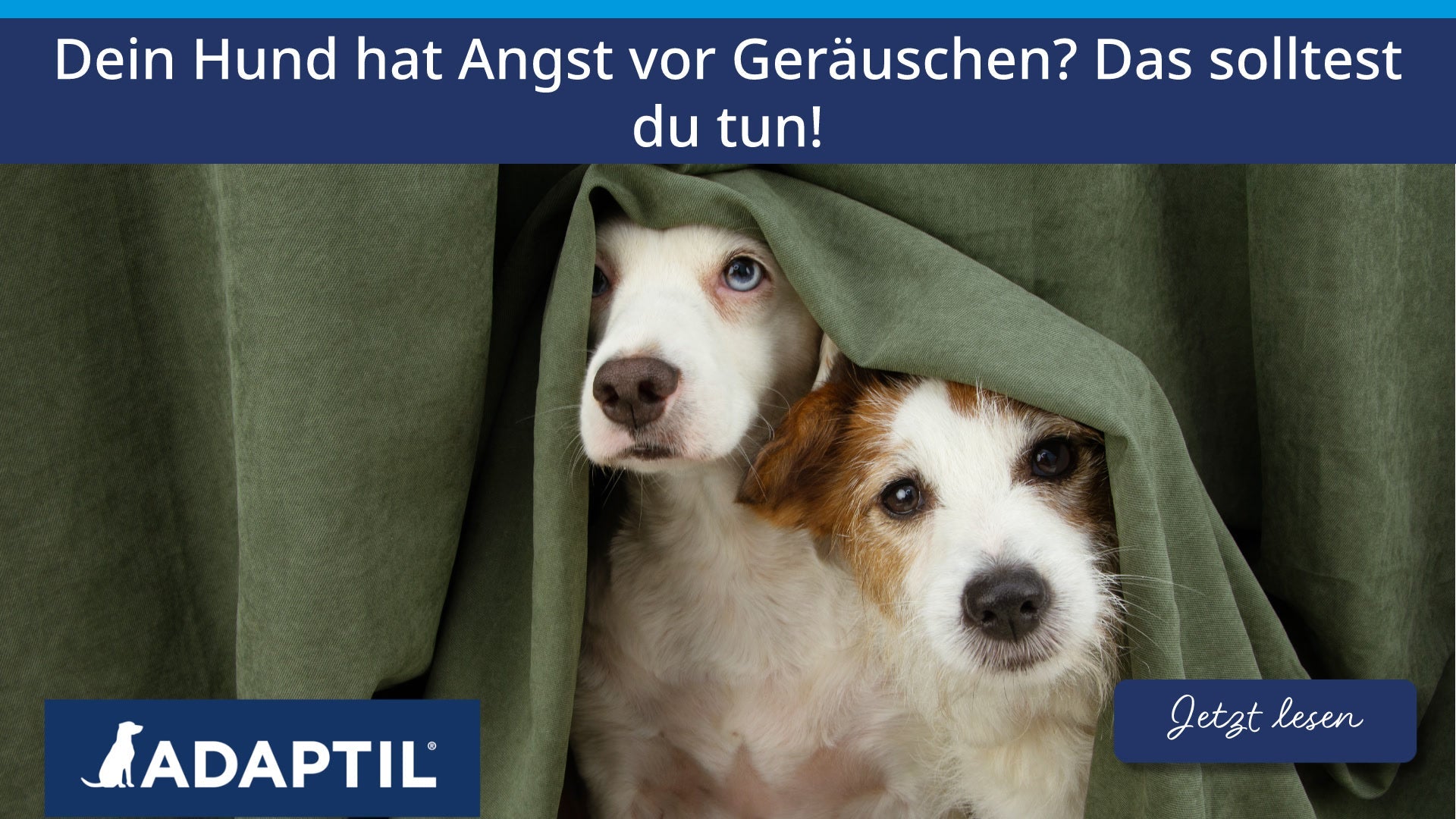 Dein Hund hat Angst vor Geräuschen? Das solltest du tun!