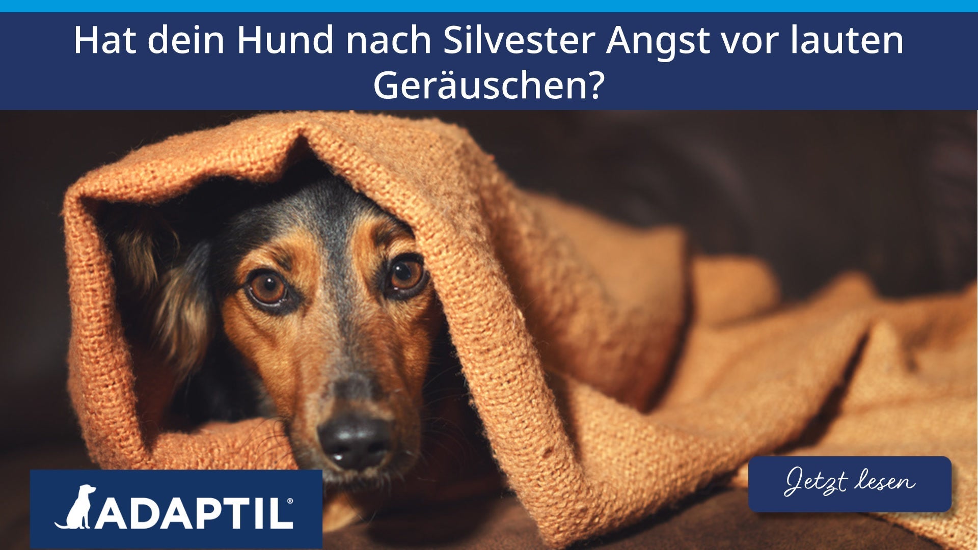 Hat dein Hund nach Silvester Angst vor lauten Geräuschen?