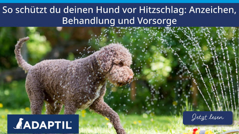 So schützt du deinen Hund vor Hitzschlag: Anzeichen, Behandlung und Vorsorge