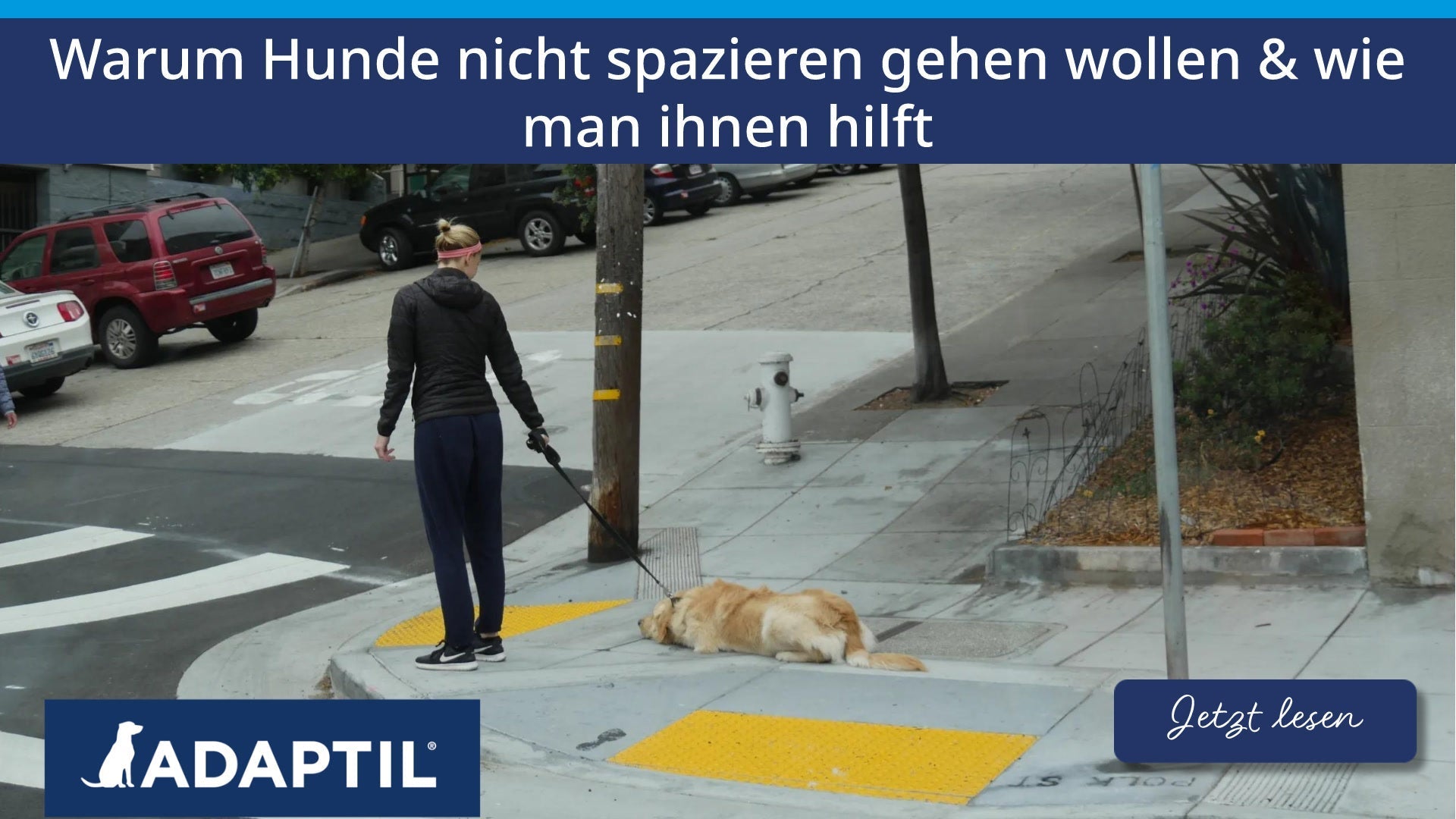 Warum Hunde nicht spazieren gehen wollen und wie man ihnen hilft