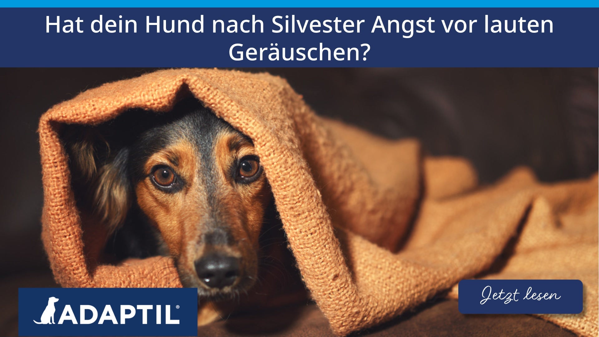 Hat dein Hund nach Silvester Angst vor lauten Geräuschen?