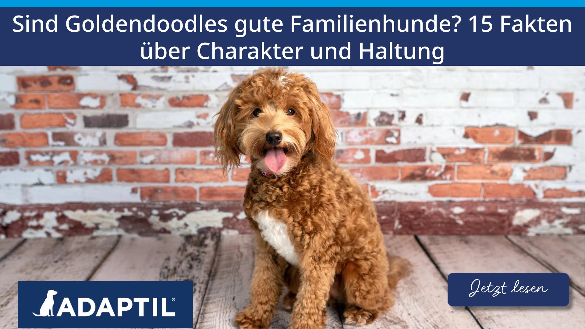 Sind Goldendoodles gute Familienhunde? 15 Fakten über Charakter und Haltung