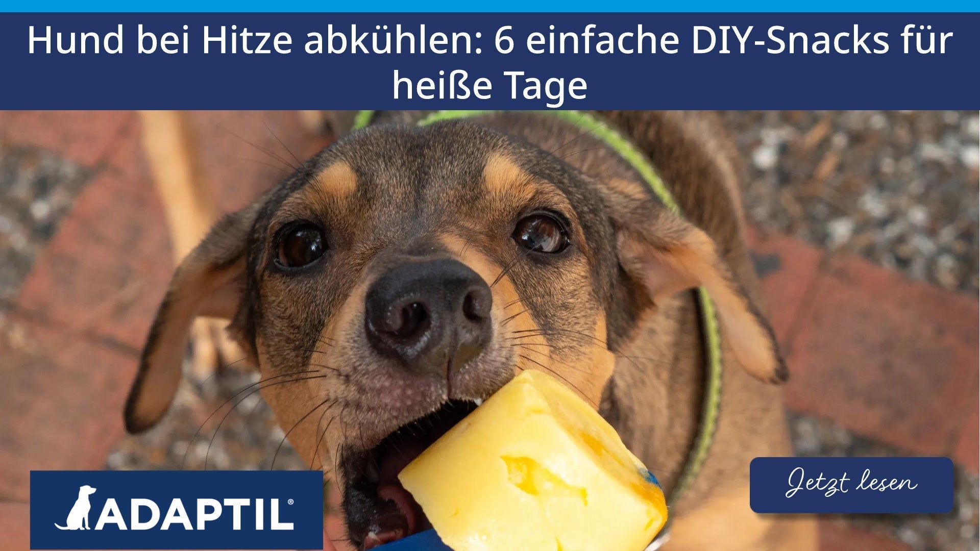 Deinen Hund bei Hitze abkühlen: 6 einfache DIY-Snacks für heiße Tage