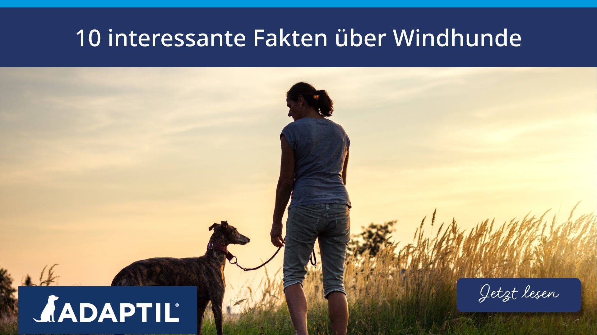 10 interessante Fakten über Windhunde