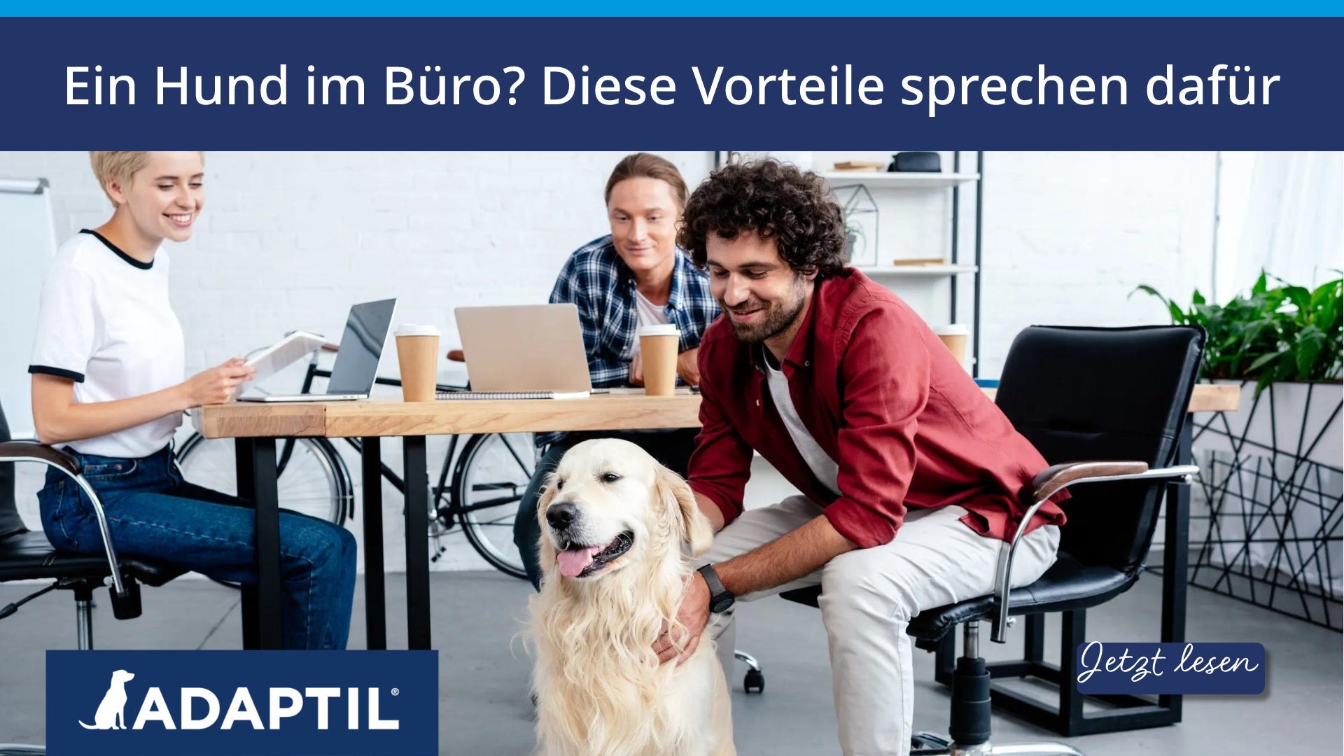 Ein Hund im Büro? Diese Vorteile sprechen dafür