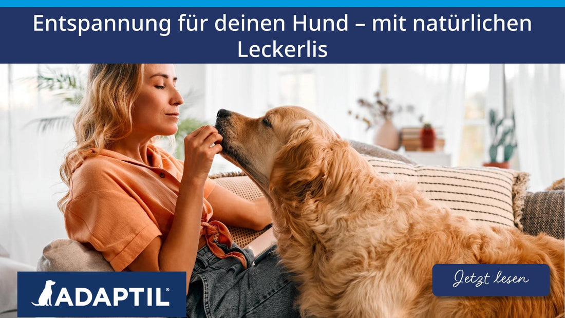 Entspannung für deinen Hund – mit natürlichen Leckerlis; Frau die Hund Leckerli füttert