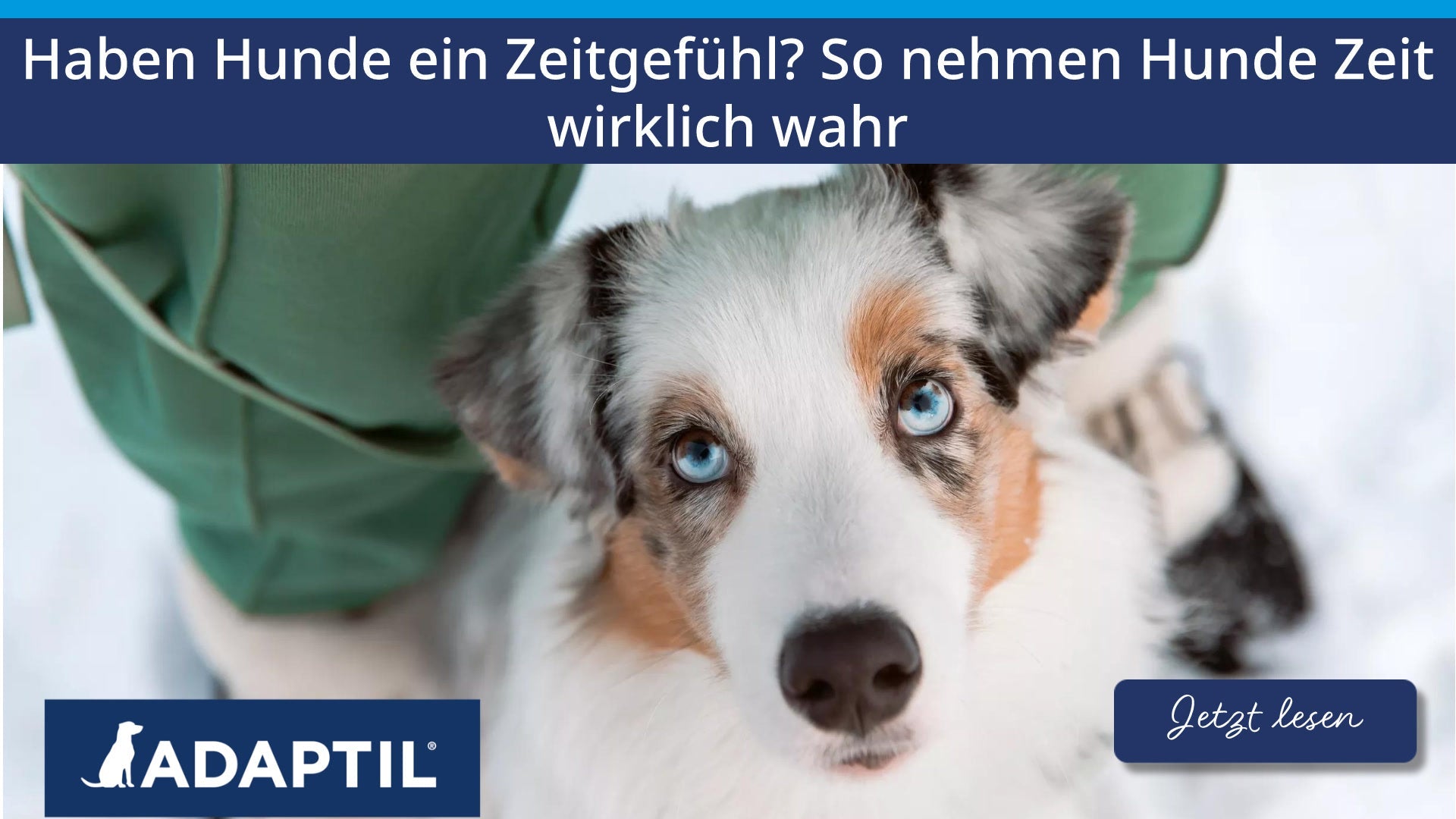 Haben Hunde ein Zeitgefühl? So nehmen Hunde Zeit wirklich wahr