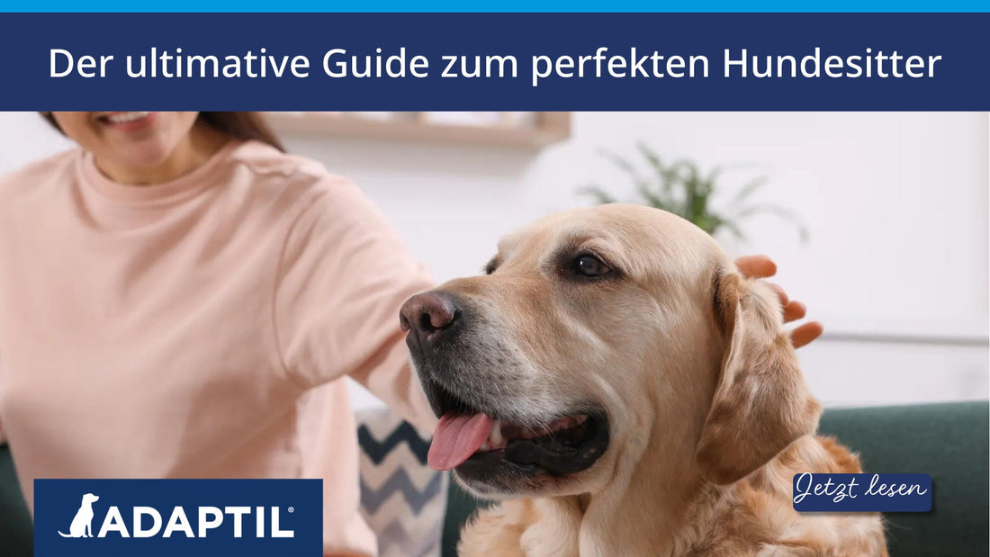 Der ultimative Guide zum perfekten Hundesitter