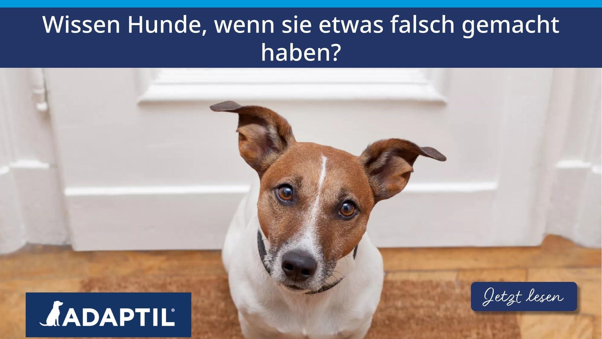 Wissen Hunde, wenn sie etwas falsch gemacht haben?