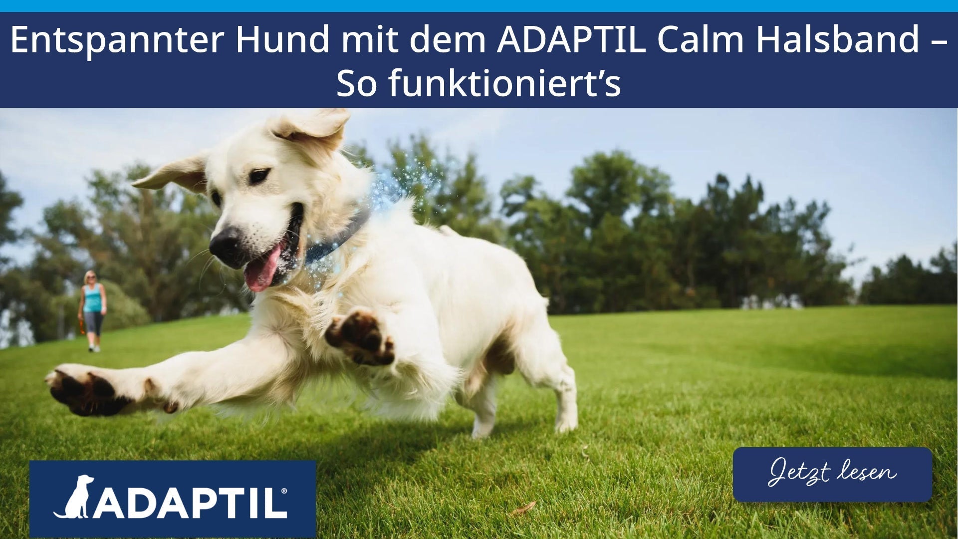 Entspannter Hund mit dem ADAPTIL Calm Halsband – So funktioniert’s