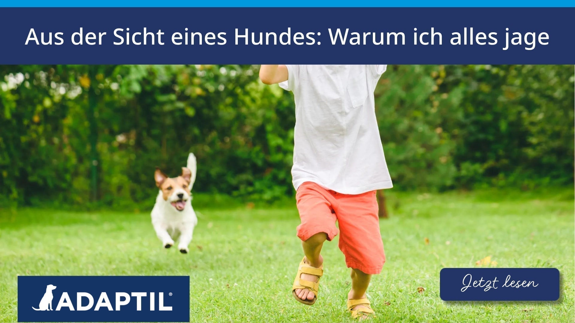 Aus der Sicht eines Hundes: Warum ich alles jage