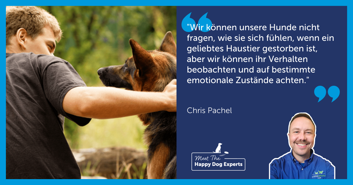 Dein Hund trauert? Hier einige Tipps!