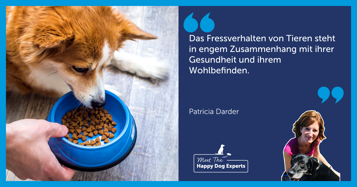 Fressverhalten bei Hunden - Solltest du dir Sorgen über das Verhalten deines Tieres machen?