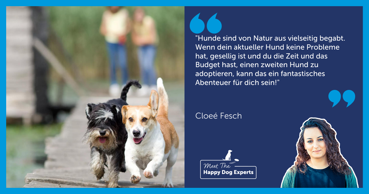 Ist es eine gute Idee, einen zweiten Hund zu adoptieren?