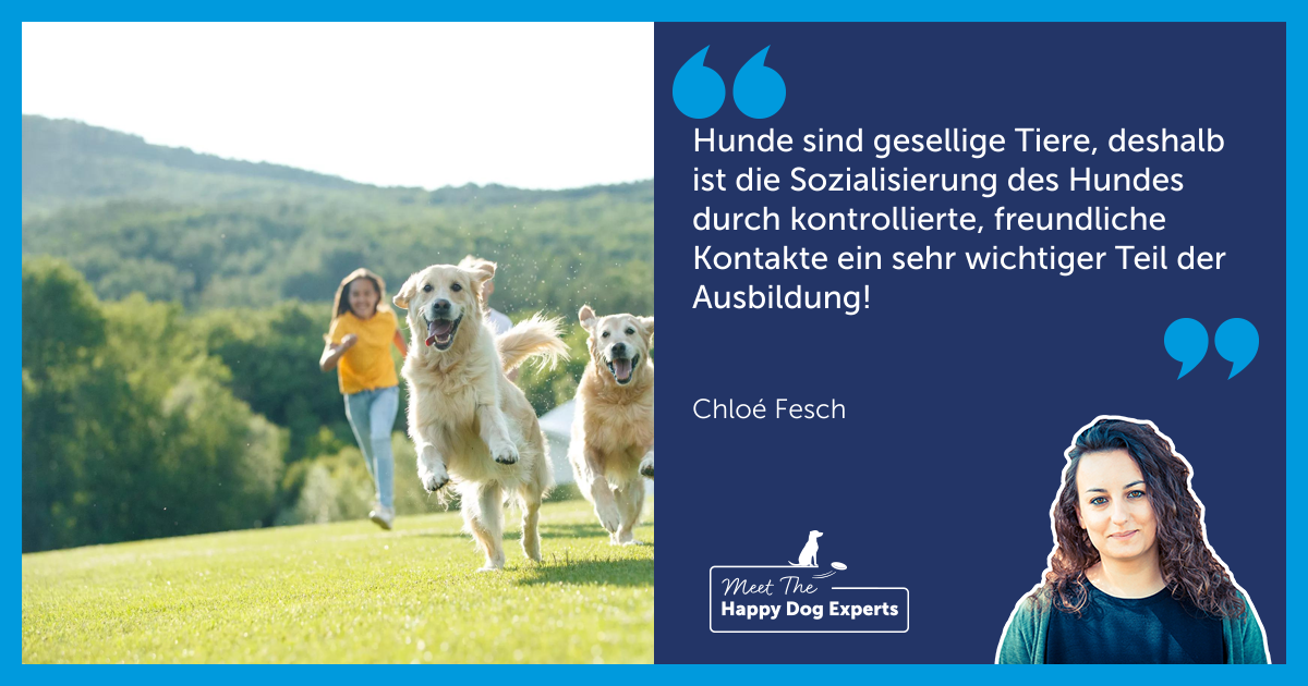 Tipps zur Sozialisierung deines Hundes