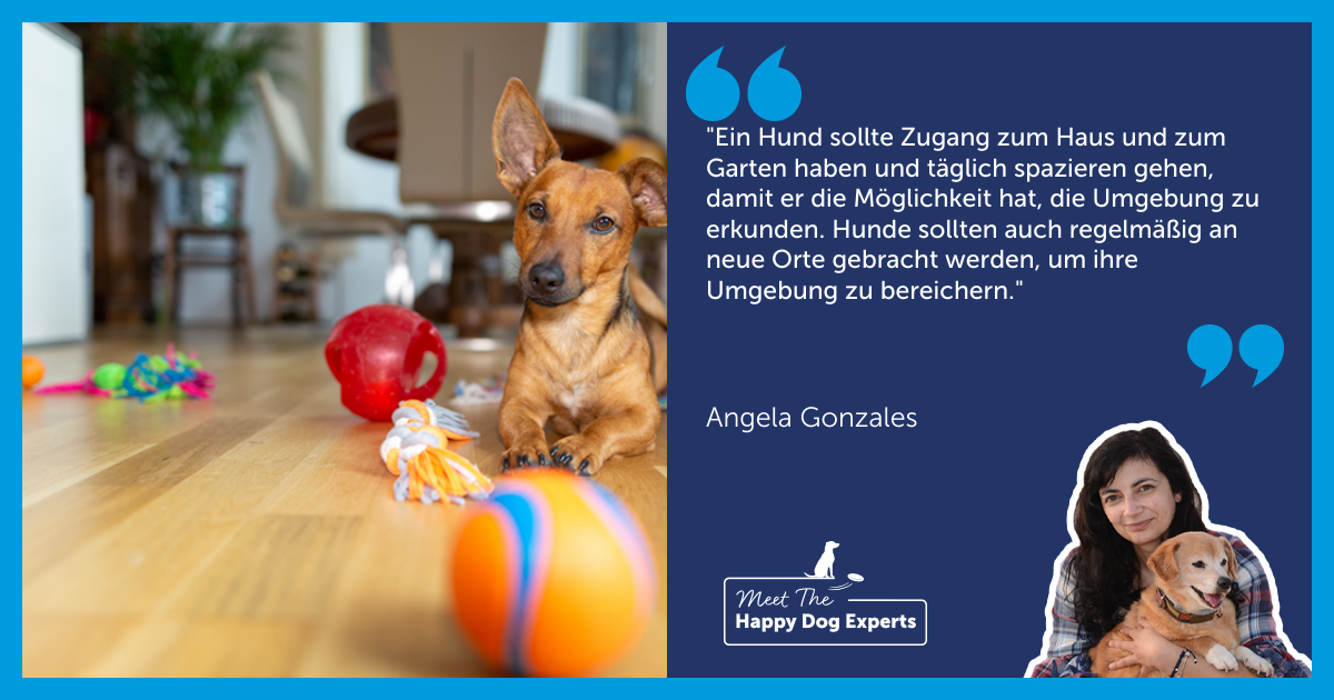 Die Umgebung deines Hundes bereichern: Ein Experte erklärt!