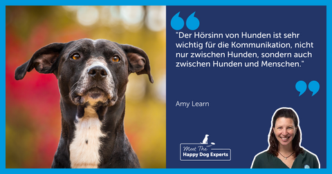 Der Gehörsinn des Hundes: Ein Happy Dog Experte erklärt!