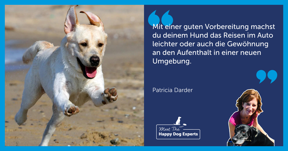 Hund im Auto transportieren: So vermeidest du Stress auf Reisen. Eine Hundeexpertin erklärt!