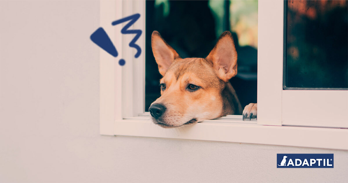 So bereitest du deinen Hund auf die Zeit nach dem Homeoffice vor