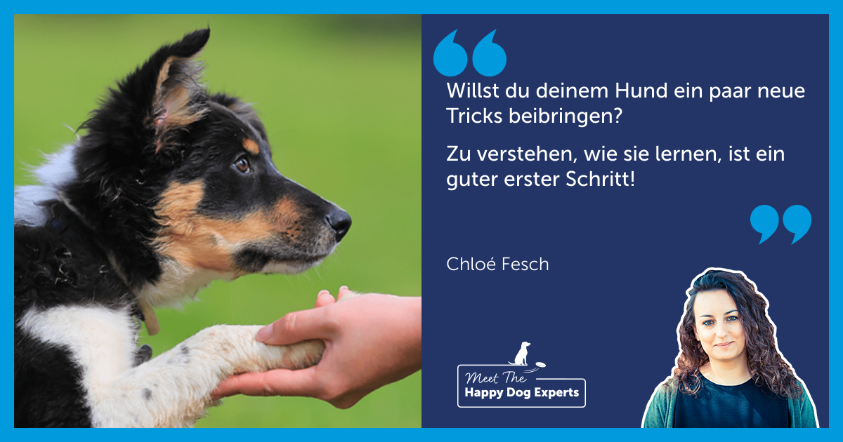 Verstehen, wie Hunde lernen