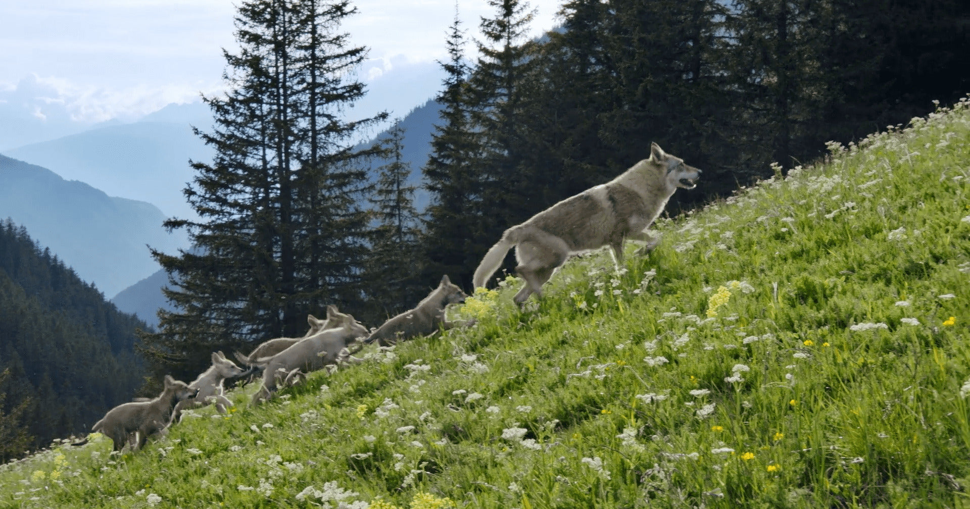 Back to Nature: Das Making Of des ADAPTIL Films