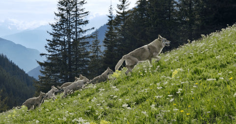 Back to Nature: Das Making Of des ADAPTIL Films