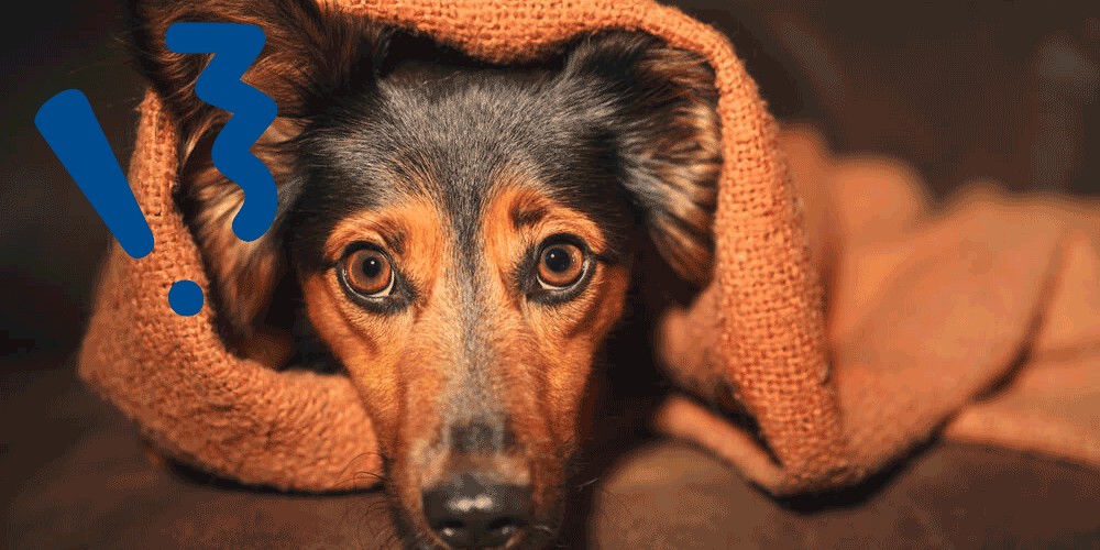 Dein Hund hat Angst vor Gewitter? Das kannst du tun!
