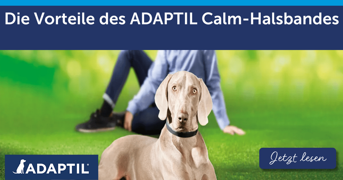 Die Vorteile des ADAPTIL Calm Halsbandes