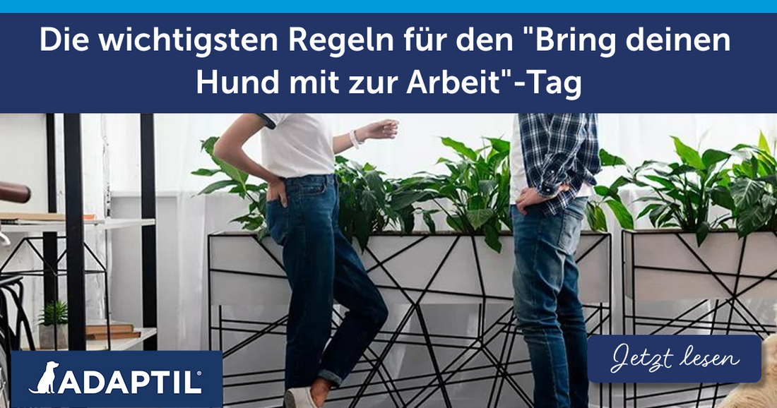 Die wichtigsten Regeln für den "Bring deinen Hund mit zur Arbeit"-Tag