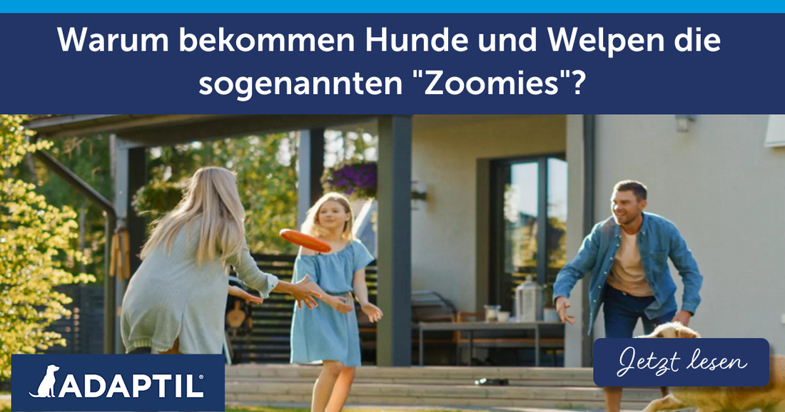 Warum bekommen Hunde und Welpen die sogenannten "Zoomies"?