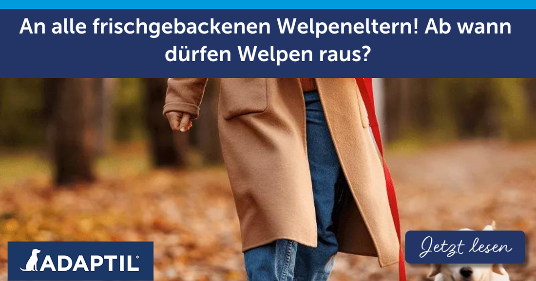 An alle frischgebackenen Welpeneltern! Ab wann dürfen Welpen raus?