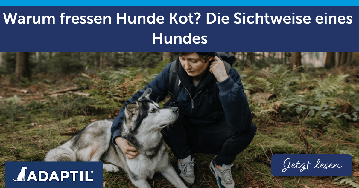 Warum fressen Hunde Kot? Die Sichtweise eines Hundes