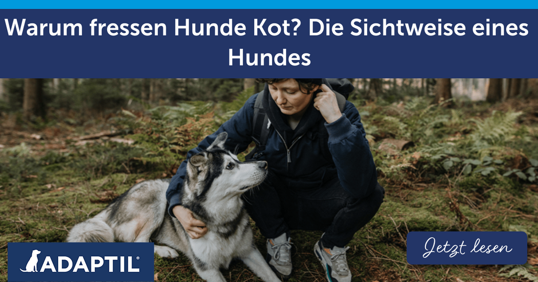 Warum fressen Hunde Kot? Die Sichtweise eines Hundes