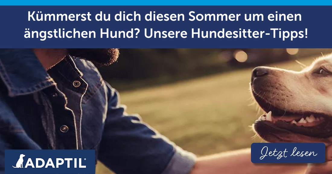 Kümmerst du dich diesen Sommer um einen ängstlichen Hund? Unsere Hundesitter-Tipps!