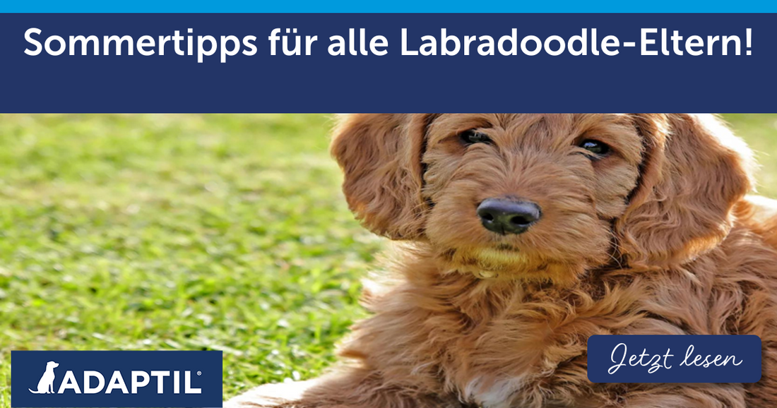 Sommertipps für alle Labradoodle-Eltern!