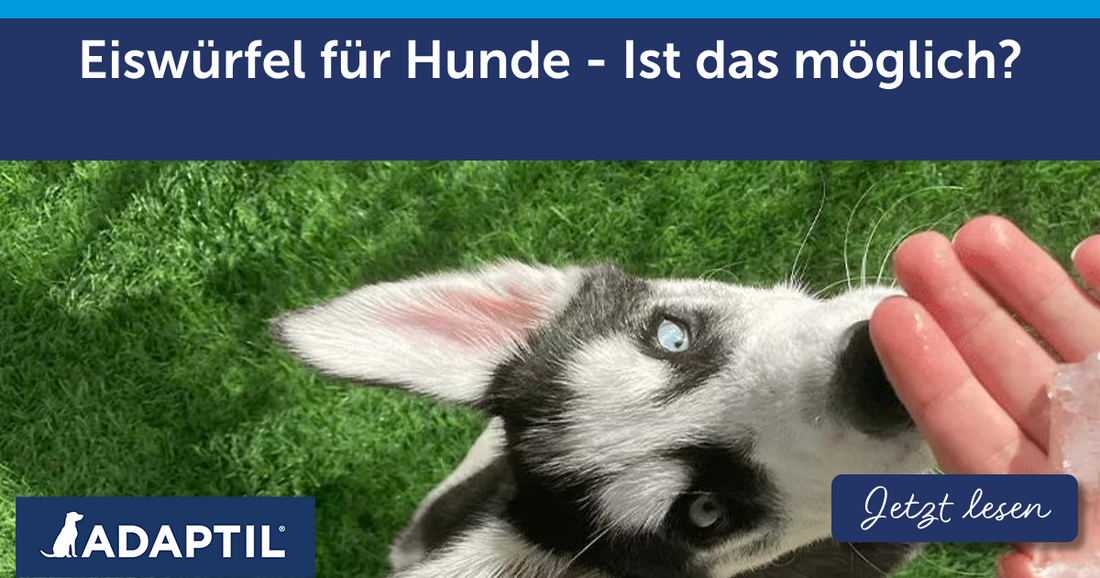 Eiswürfel für Hunde - Ist das möglich?