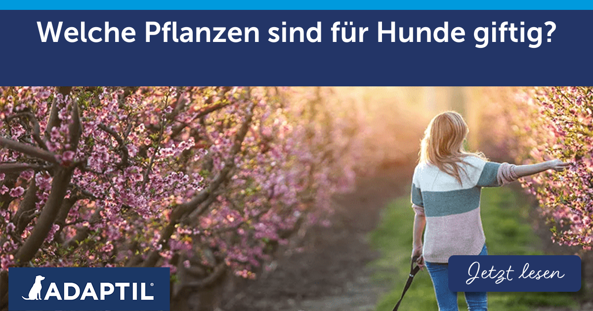 Welche Pflanzen sind giftig für Hunde?