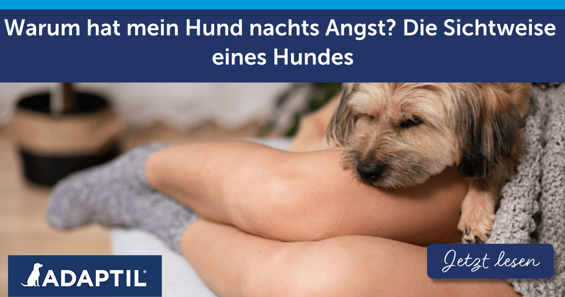 Warum hat mein Hund nachts Angst? Die Sichtweise eines Hundes