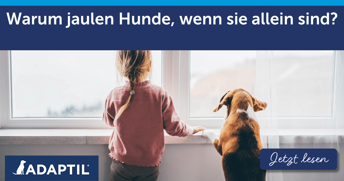 Warum jaulen Hunde, wenn sie allein sind?