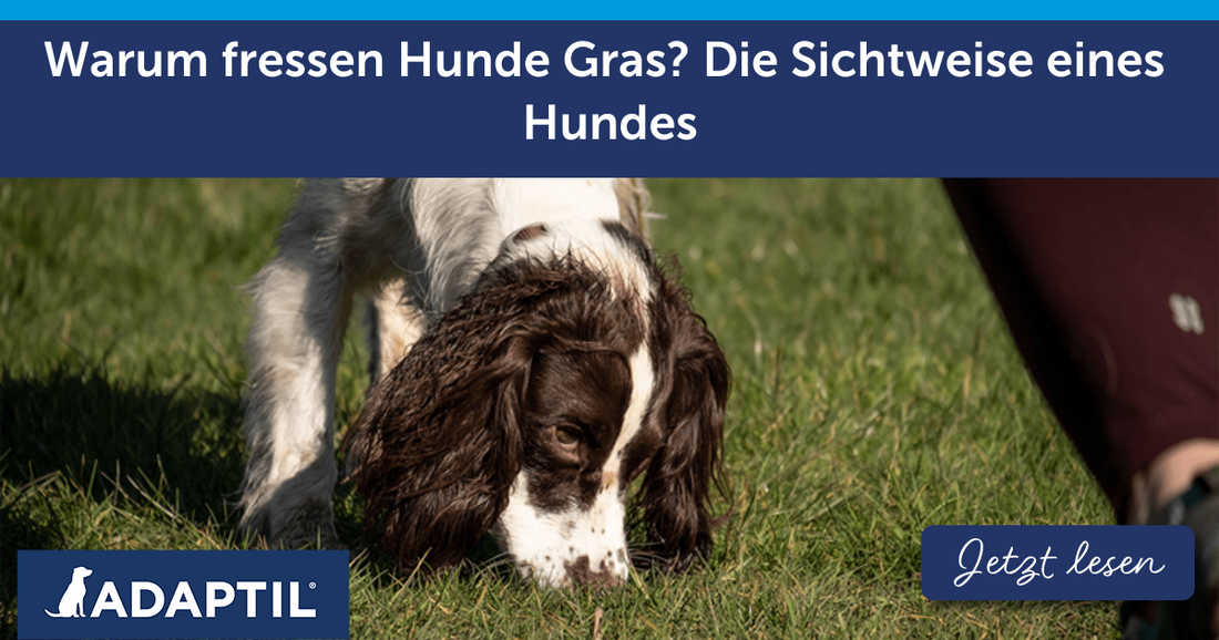 Warum fressen Hunde Gras? Die Sichtweise eines Vierbeiners