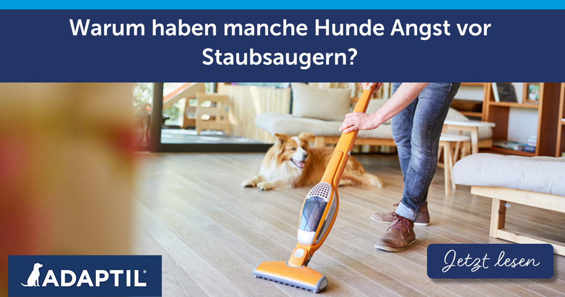 Warum haben manche Hunde Angst vor Staubsaugern?