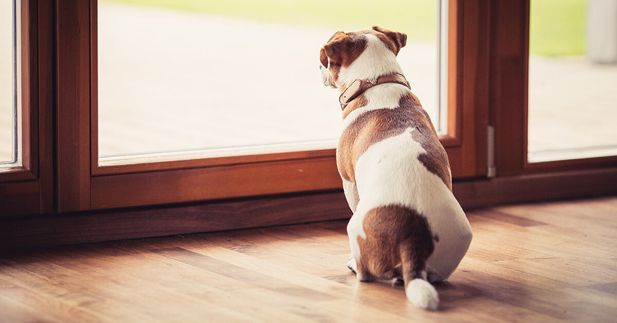 Warum ist mein Hund aggressiv gegen Besucher?