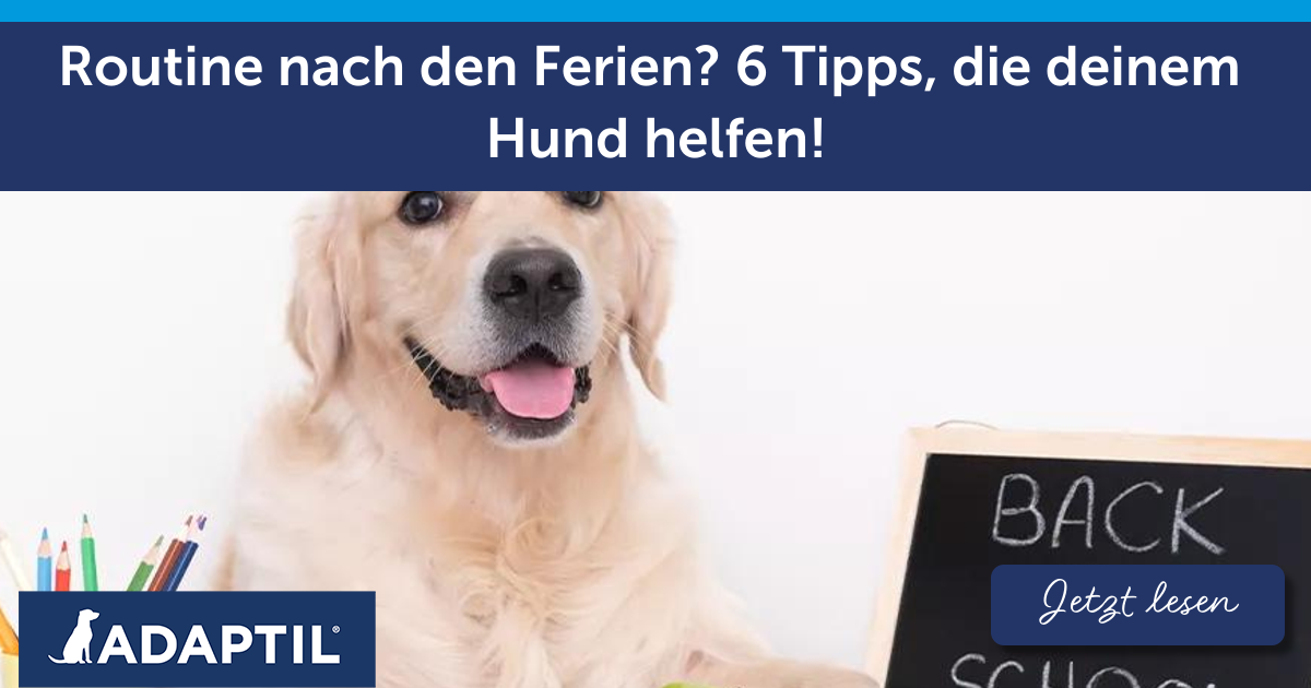 Routine nach den Ferien? 6 Tipps, die deinem Hund helfen!
