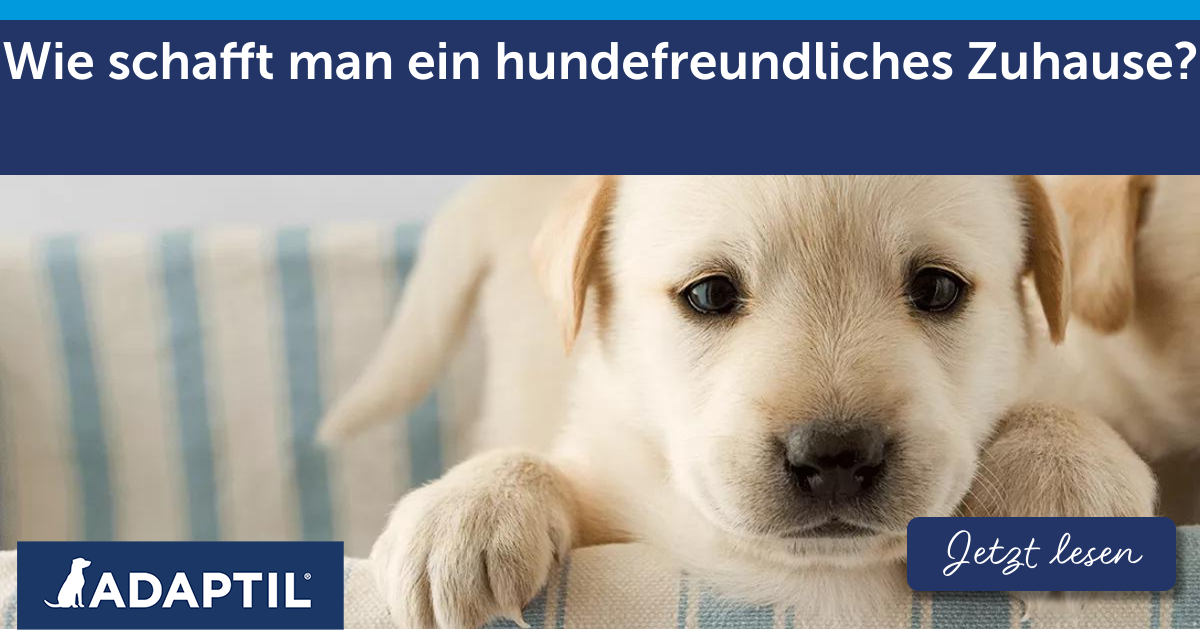 Wie schafft man ein hundefreundliches Zuhause?