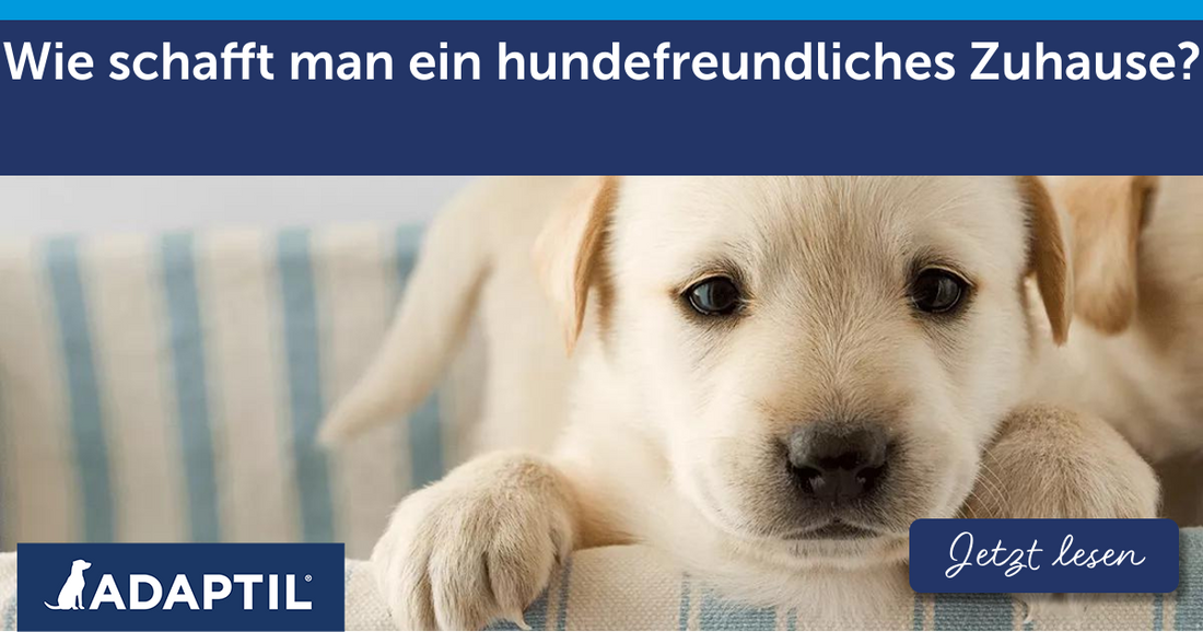 Wie schafft man ein hundefreundliches Zuhause?