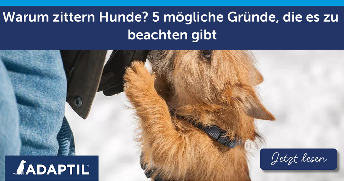 Warum zittern Hunde? 5 mögliche Gründe, die es zu beachten gibt