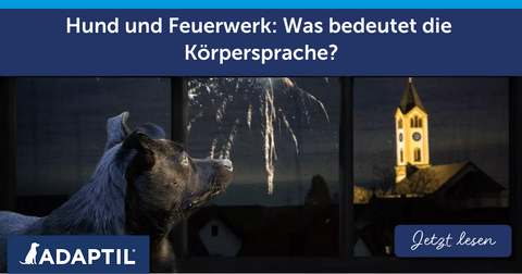 Hund und Feuerwerk: Was bedeutet die Körpersprache?