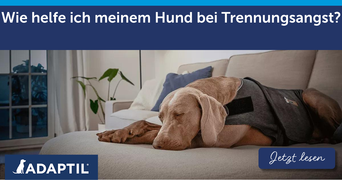 Wie helfe ich meinem Hund bei Trennungsangst?