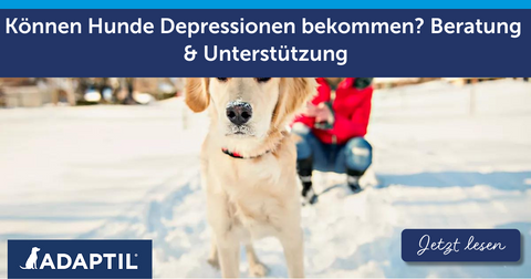 Können Hunde Depressionen bekommen? Beratung & Unterstützung