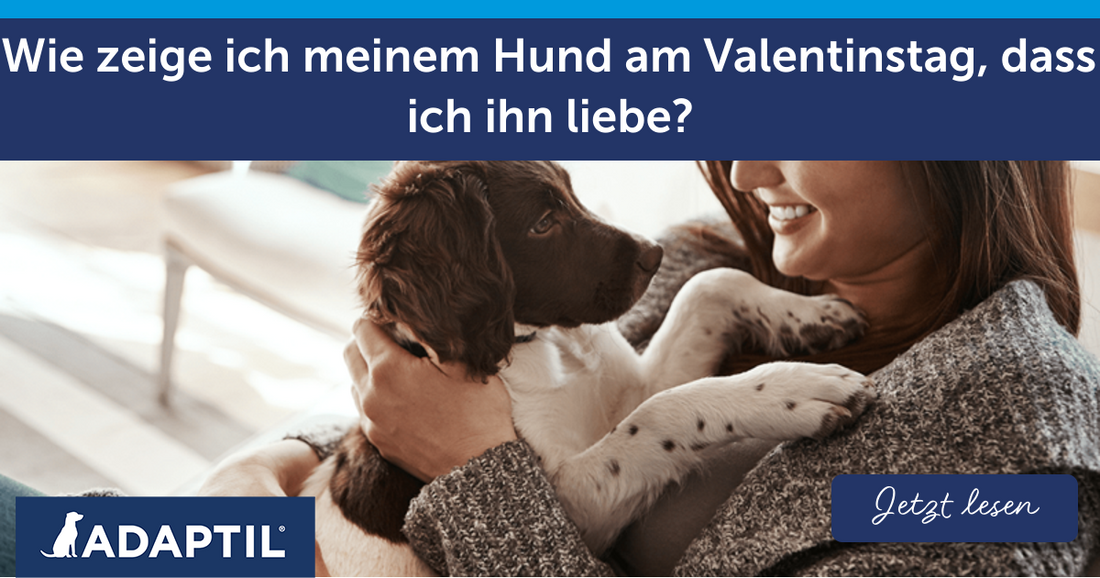 Wie zeige ich meinem Hund am Valentinstag, dass ich liebe?